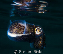Bobtail Squid by Steffen Binke 